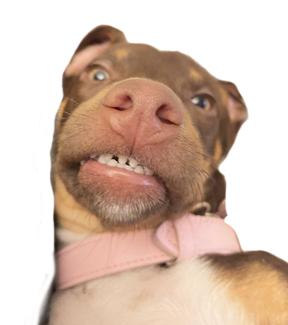 Nova